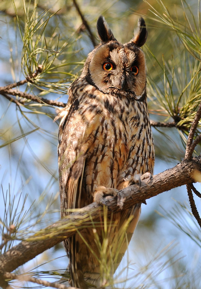  p>鸟纲,枭形目,鸱枭科鸟,俗称又叫"夜猫子".
