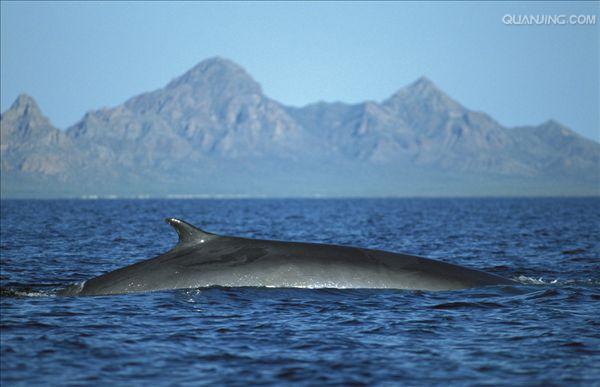  p>长须鲸(学名:balaenoptera physalus),又名长箦鲸,鳍鲸,长绩鲸,是