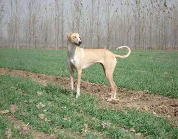 中国细犬，原生犬健美优雅不输洋狗_百科TA说
