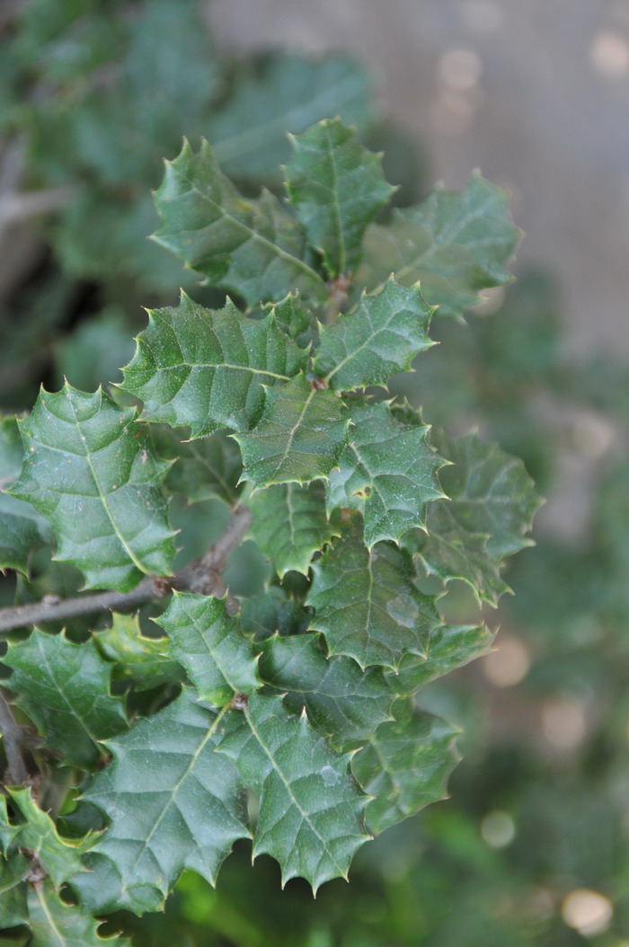  p>刺叶高山栎(学名: i>quercus spinosa /i> david ex franch.