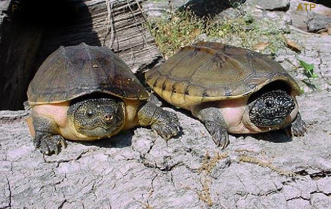 chiapas giant musk turtle