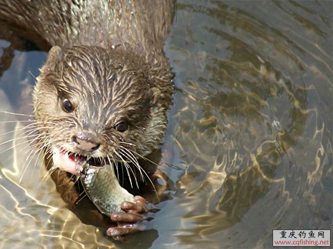 p>水獭(学名: i>lutra lutra /i>)为鼬科,水獭属动物.