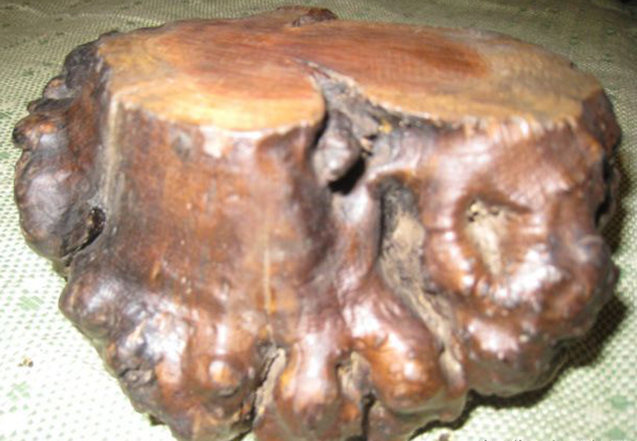  p data-id="go0dlpsgkh">麻梨木学名小叶鼠李(北京俗称麻梨子疙瘩)