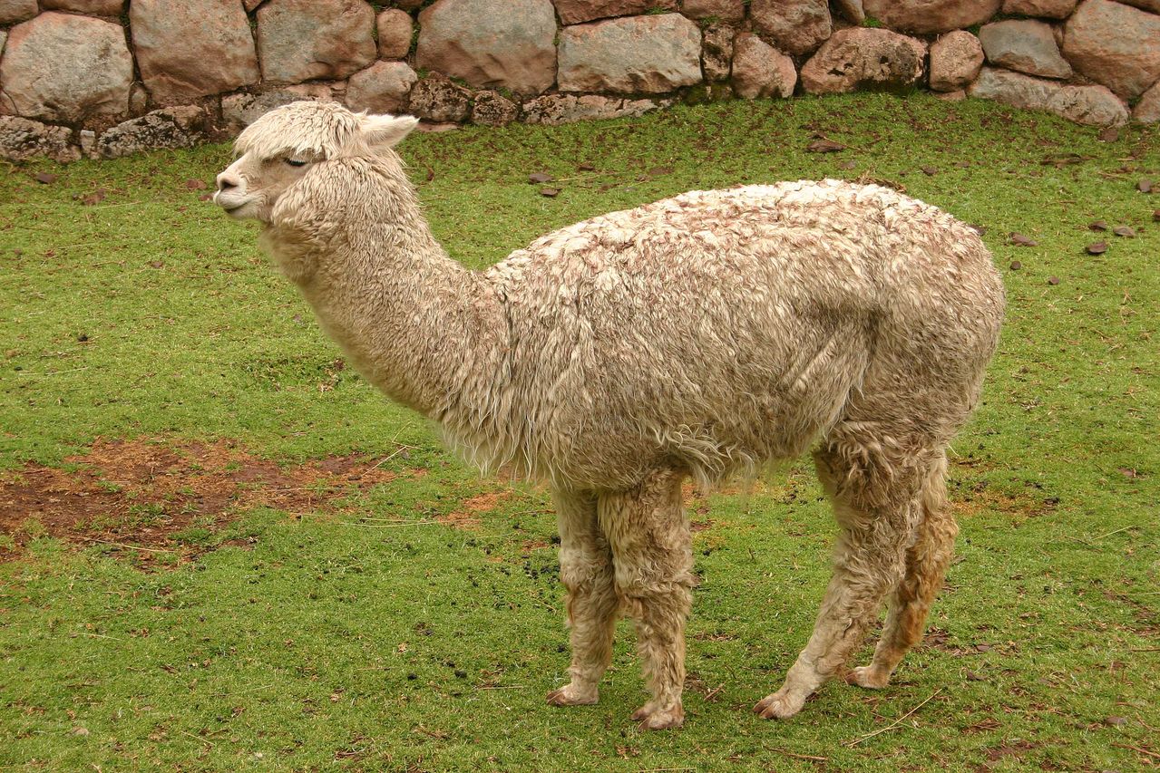  p data-id="gnwiy3wj9h"> b>大羊驼 /b>(拉丁学名: i>lama glama /i>