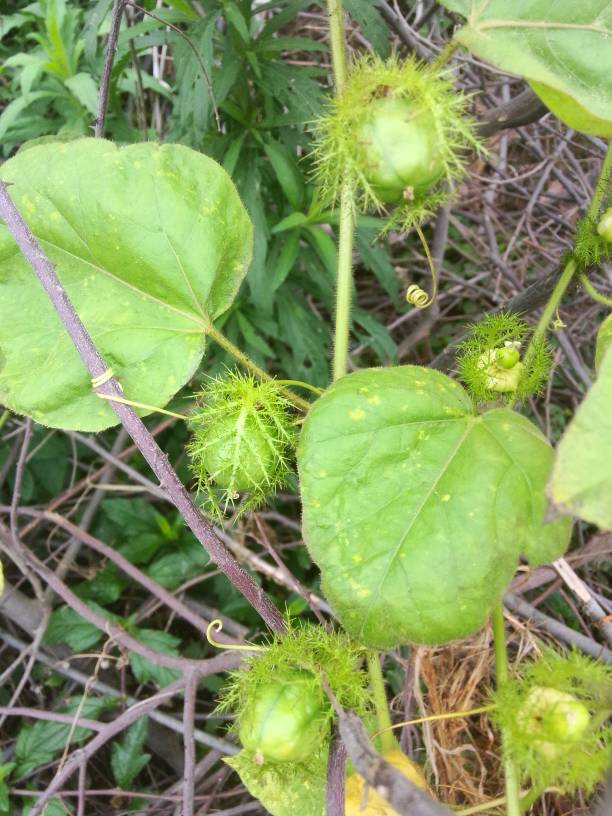  p data-id="tzqne2izxwox">龙珠果( i>passiflora foetida /i> l.