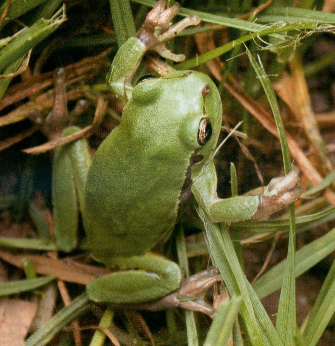 华西雨蛙景东亚种