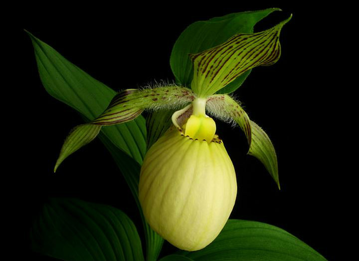  p>大叶杓兰(学名: i>cypripedium fasciolatum /i>  franch.