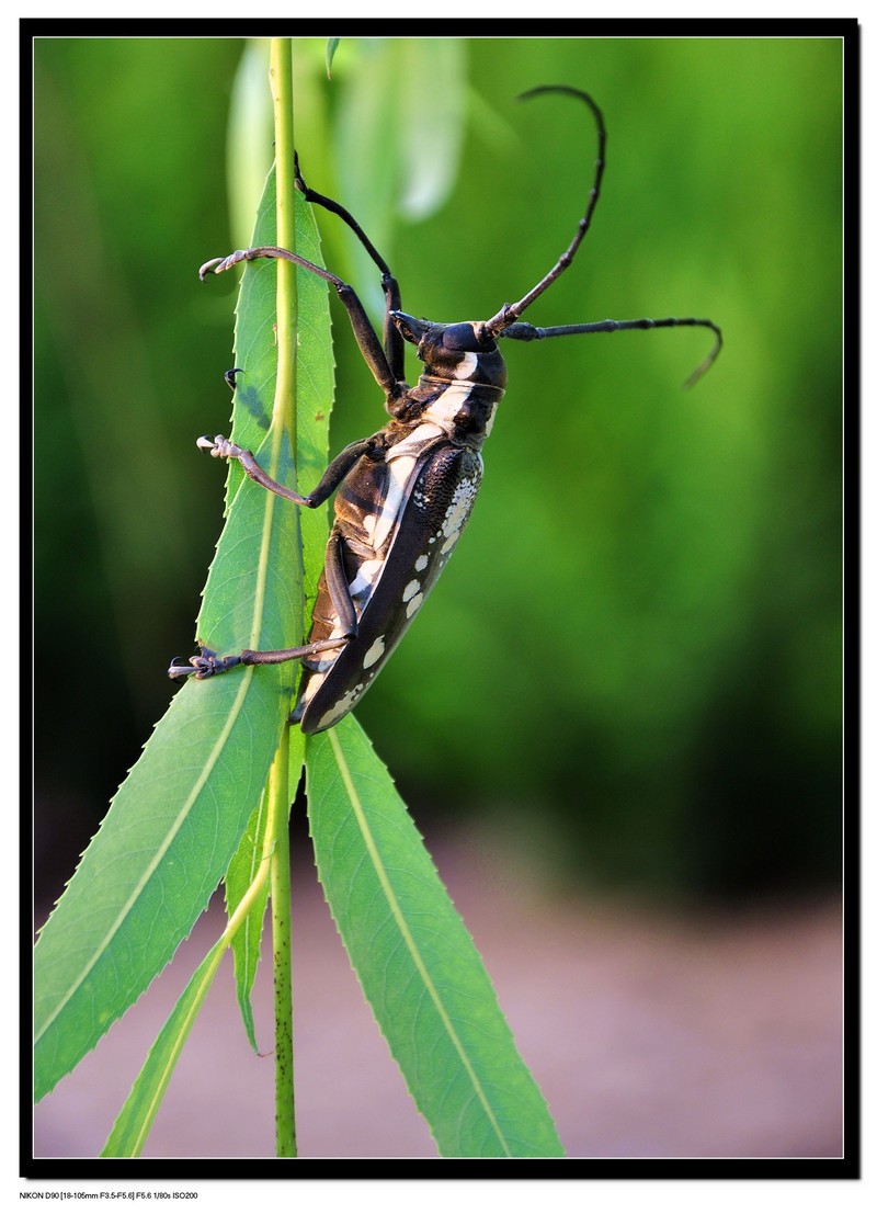  p>云斑天牛(学名: i>batocera horsfieldi  /i>),是天牛科,白条天牛