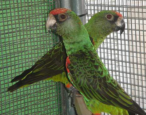  p>贾丁氏鹦鹉(学名: i>poicephalus gulielmi /i>) 在poicephalus属