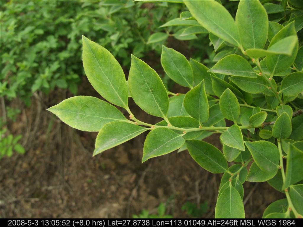  p>越橘属( a target="_blank" href="/item/学名/8074290" data