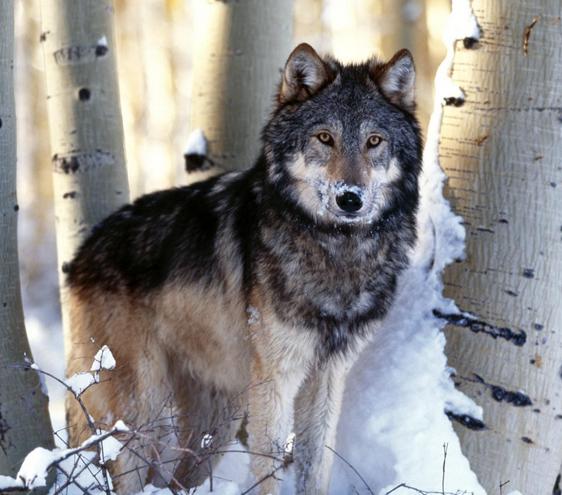  p>日本狼是一种已经灭绝的狼,曾经在日本大量繁衍,分布于 a href="#"