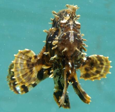  p>裸躄鱼(学名: i>histrio histrio /i>)是躄鱼科,裸躄鱼属的一种