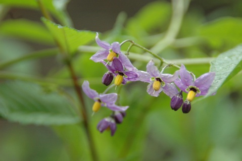 野海茄( i>solanum japonense /i> nakai),是茄科,茄属的一种野生植物