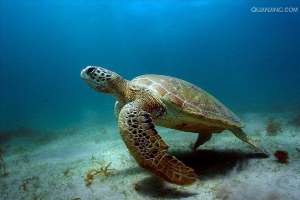 绿海龟