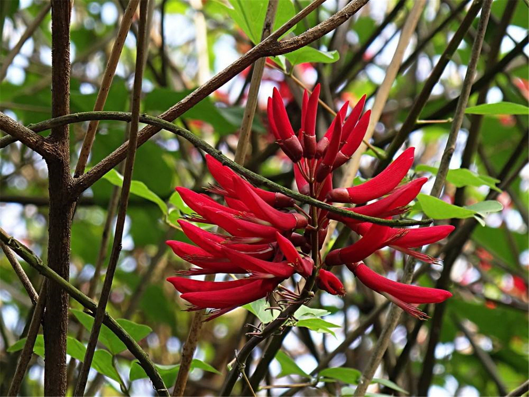  p>龙牙花(学名: i>erythrina corallodendron /i>  l.
