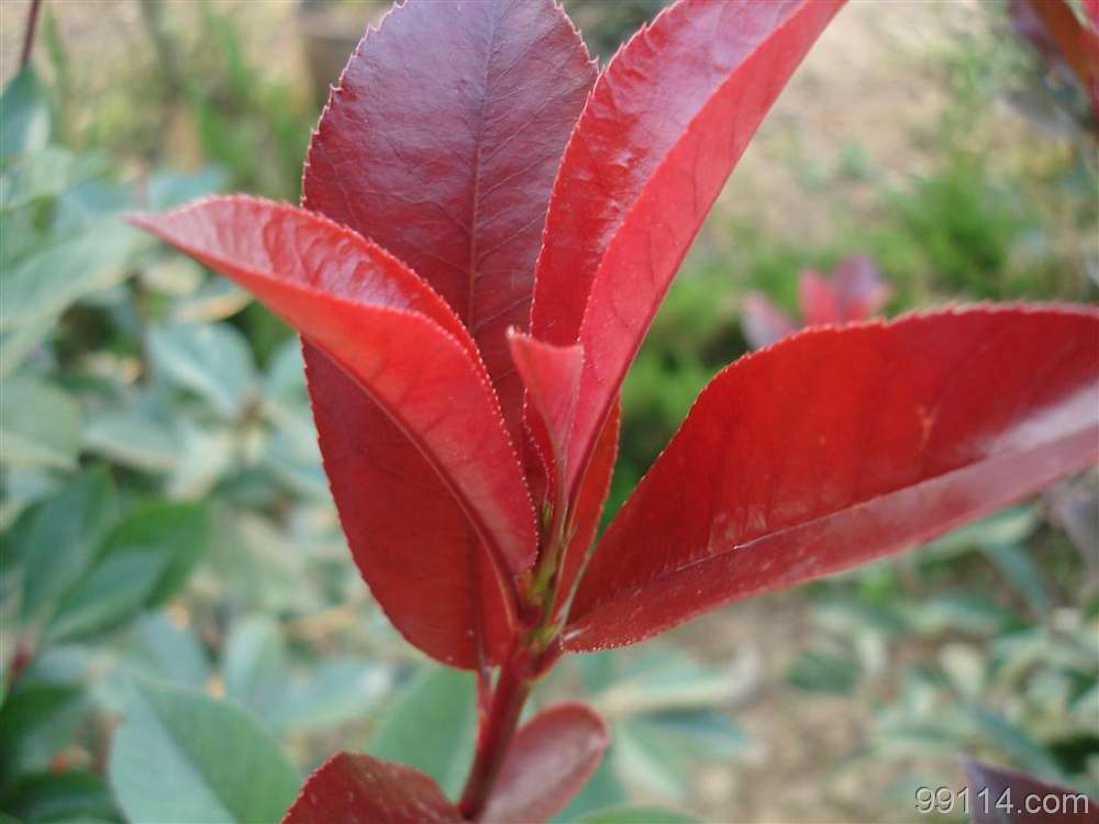 日本红叶乔木紫薇