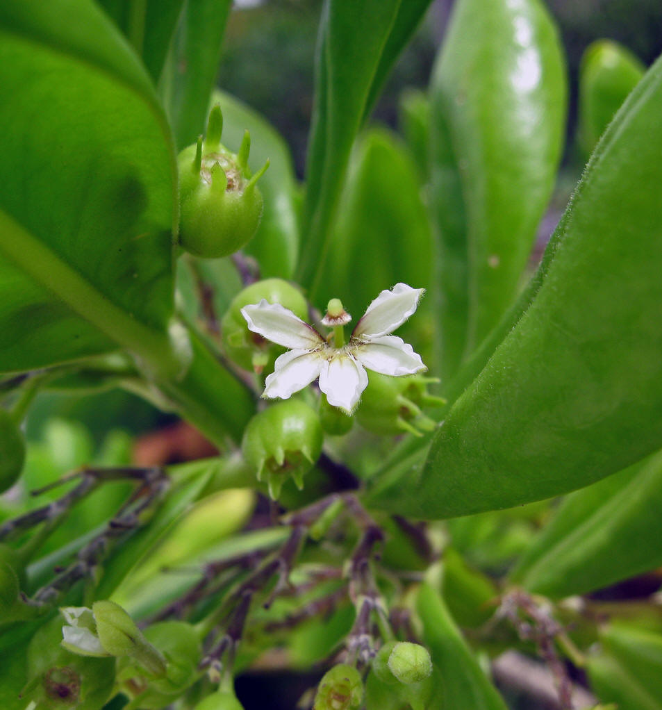  p>海桐(学名: i>pittosporum tobira /i>) ,是 a target="_blank"