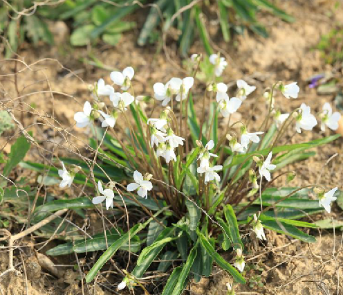  p>白花地丁(学名: i>viola patrinii /i>)为堇菜科堇菜属的植物. /p>