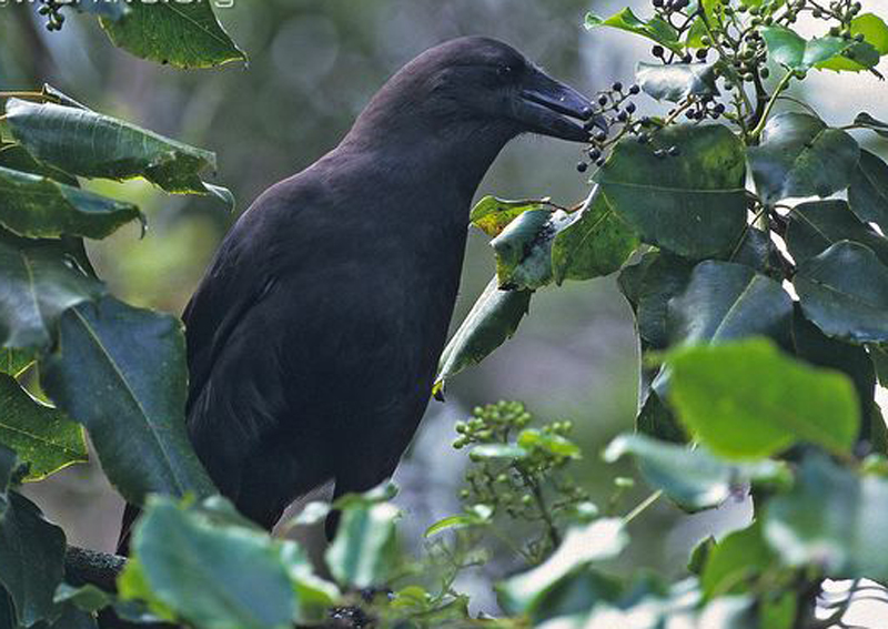  p>夏威夷乌鸦(学名:corvus hawaiiensis):体长48–50厘米.