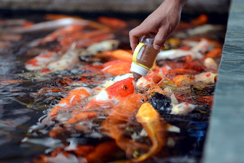  p>奶瓶喂鱼"是一种新的休闲娱乐形式.