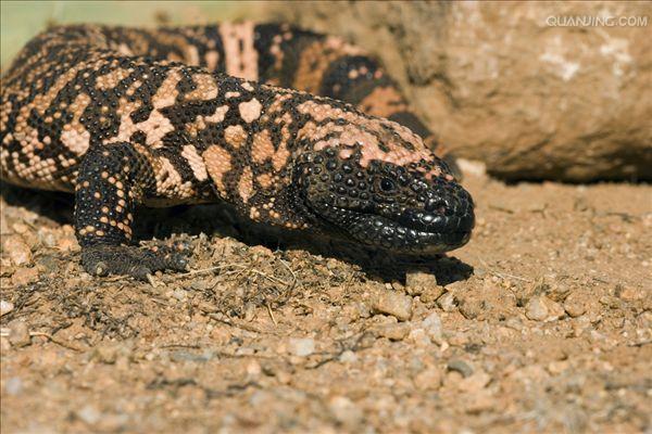  p>吉拉毒蜥(学名: i>heloderma suspectum /i>)是毒蜥科,毒蜥属爬行