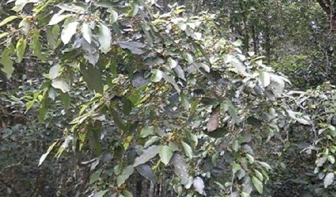  p>滇糙叶树(学名: i>aphananthe cuspidata /i> (bl.) planch.