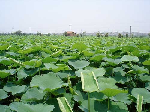汉川万佳莲藕种植场