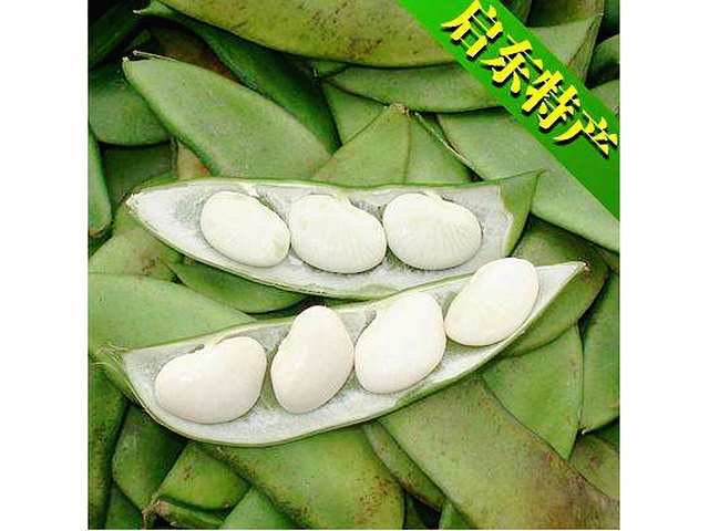 启东洋扁豆