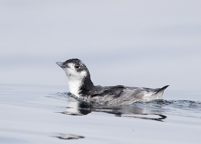  p>冠扁嘴海雀(学名: i>synthliboramphus wumizusume /i>):小型海鸟