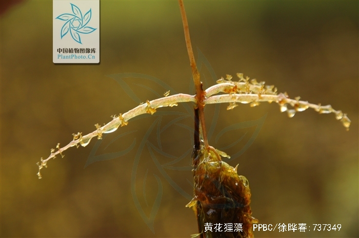 黄花狸藻
