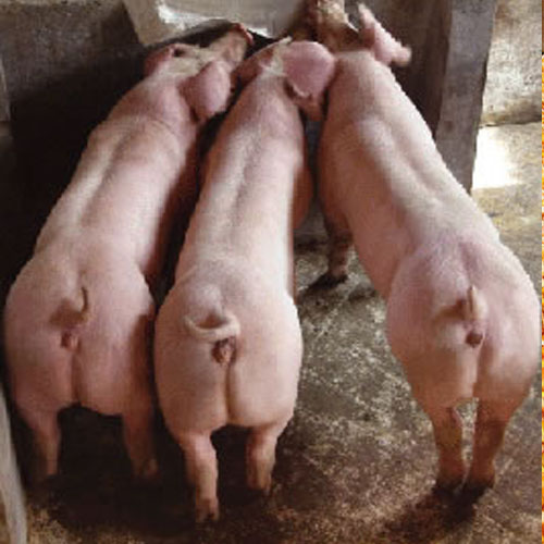  p> b>外三元 /b>全部选用外来品种杂交而成,如:杜洛克公猪为父本