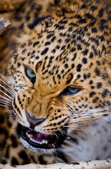 panthera pardus pardus