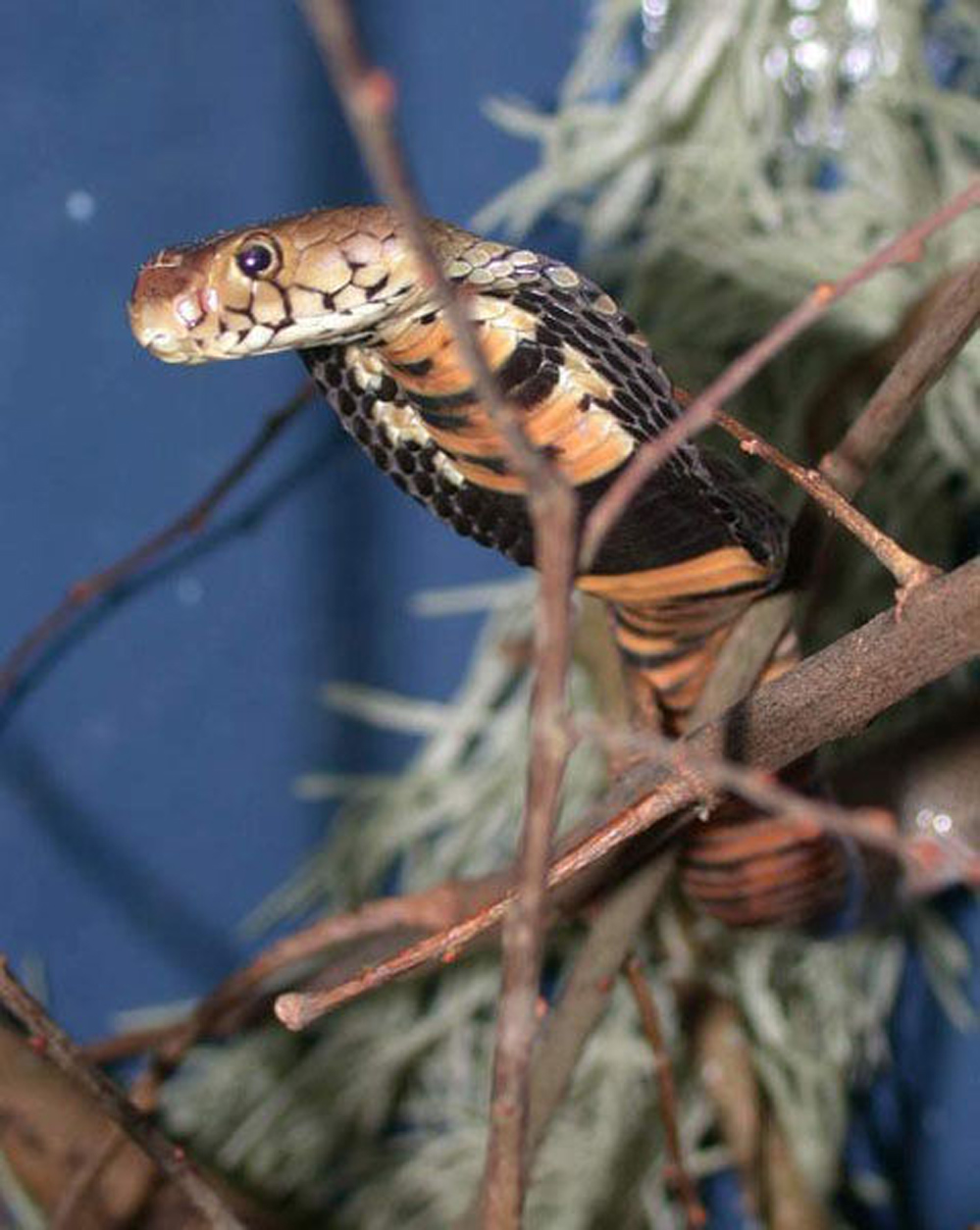 缅甸喷毒眼镜蛇