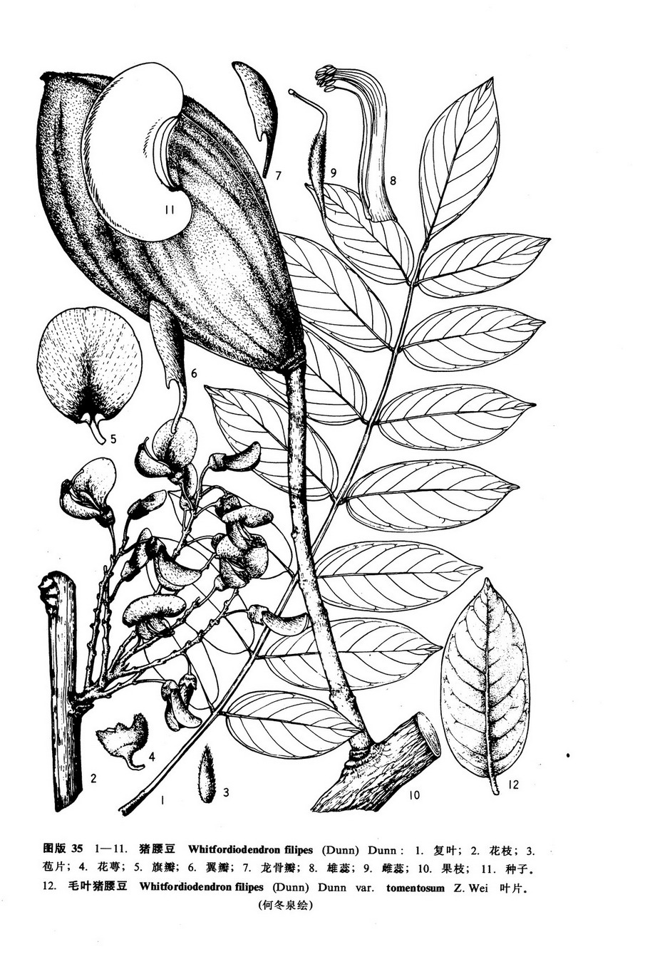  p>猪腰豆,又名大荚藤,细梗惠特木,白藤花,为 a href="#" data-lemma
