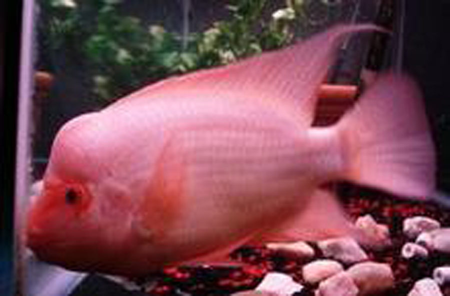  p>火鹤鱼,热带鱼,鱼学名:cichlasoma citrinellum 别名寿星头,寿星鱼