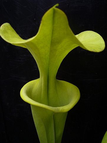 yellow pitcherplant