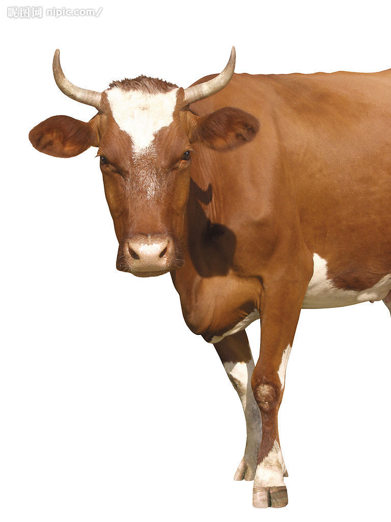 中国黑白花奶牛