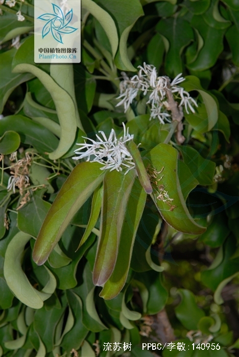 chionanthus retusus lindl.et paxt.