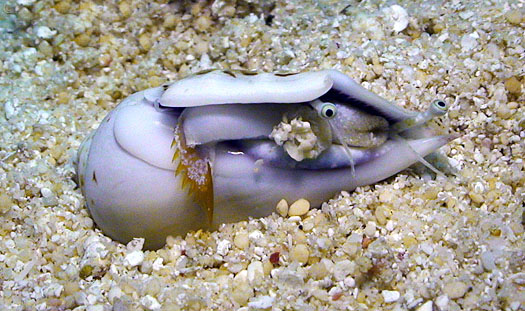  p>驼背凤凰螺(学名: i>gibberulus gibberulus gibbosus /i>):成贝长