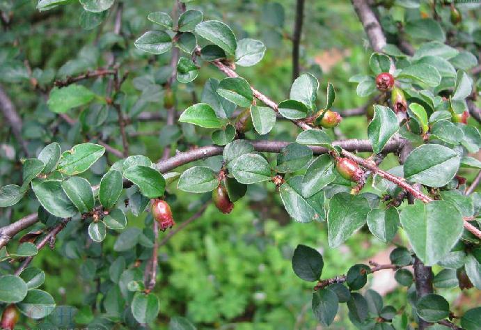 是蔷薇科栒子属植物,常绿灌木,高达4米;枝条开展,小枝灰褐色至黑褐色