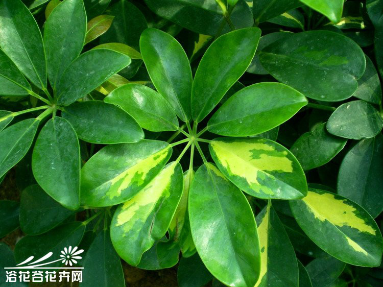  p data-id="gn3ti8nto0">广鸭脚木,亦指两广(即广东,广西)鸭脚木