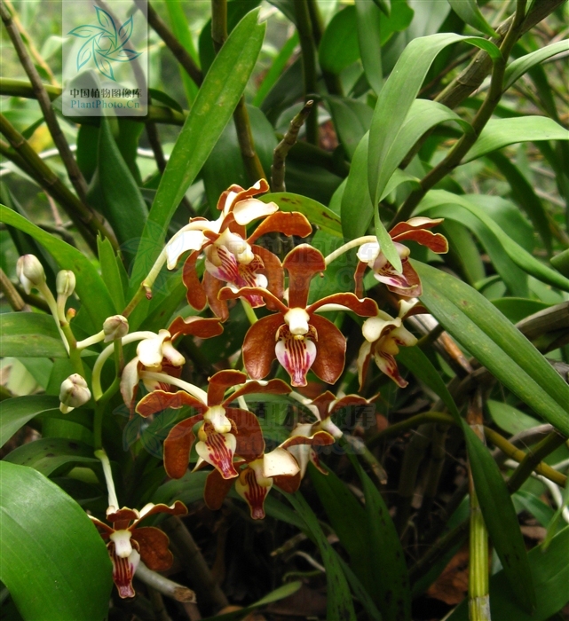  p>纯色万代 b>兰 /b>(拉丁学名: i>vanda subconcolor /i> t.