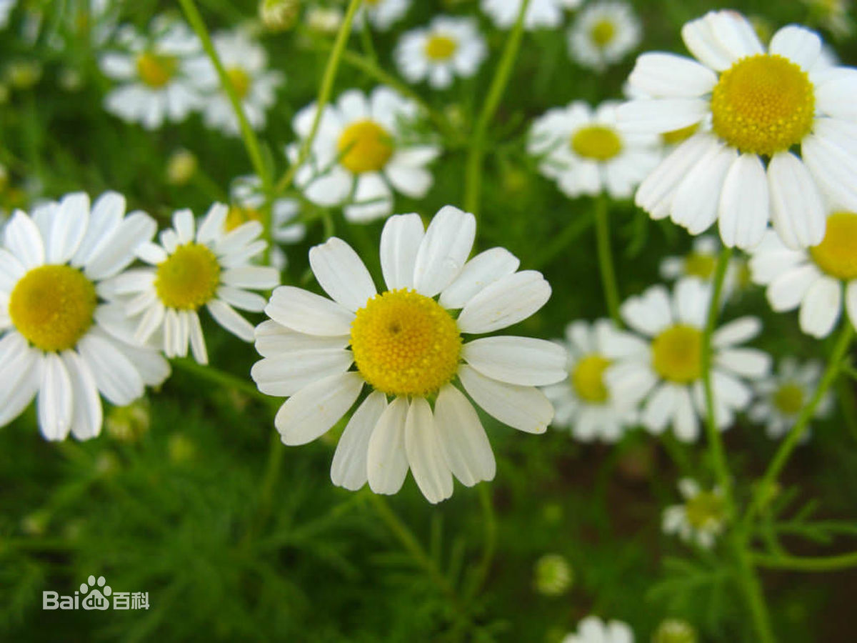  p>国花(英文名:the national flower,floral emblem):是代表国家 a