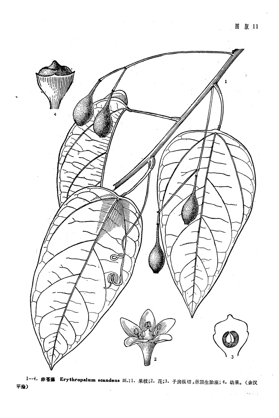 赤苍藤属, a href="#">铁青树科 /a>,3种,分布于印度,缅甸,越南