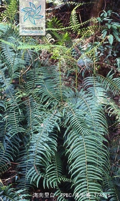 simulans ching, a href="#">里白科 /a> a href="#">里白属 /a>治镲