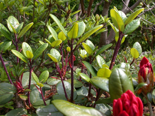  p>红钟杜鹃(学名: i>rhododendron sherriffii /i> cowan): a target