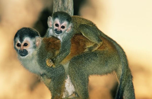 black-crowned central american squirrel monkey
