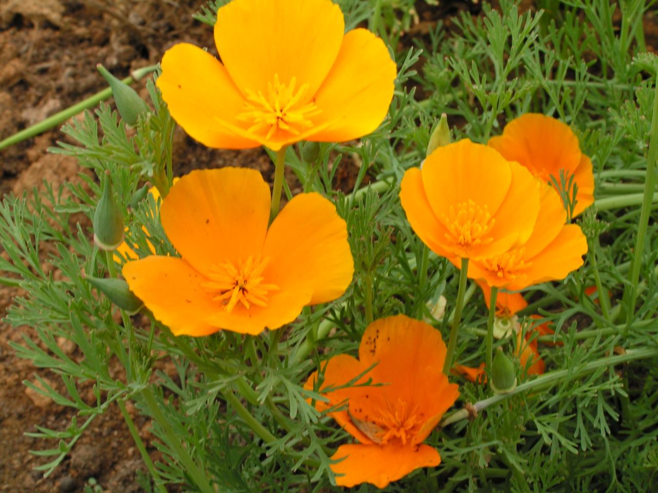  p>花菱草,(学名: i>eschscholtzia californica /i> cham.