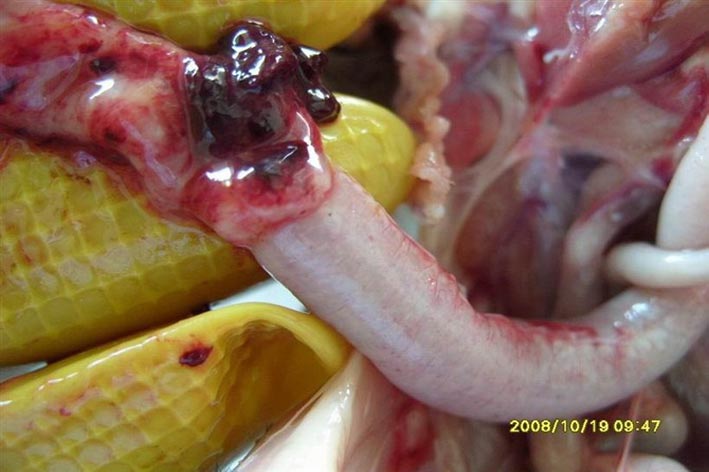 鸡常见且危害十分严重的 a href="#" data-lemmaid="4699770">寄生虫