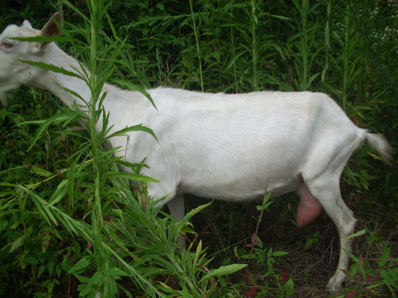  p>奶山羊,是乳用品种的 a href="#" data-lem